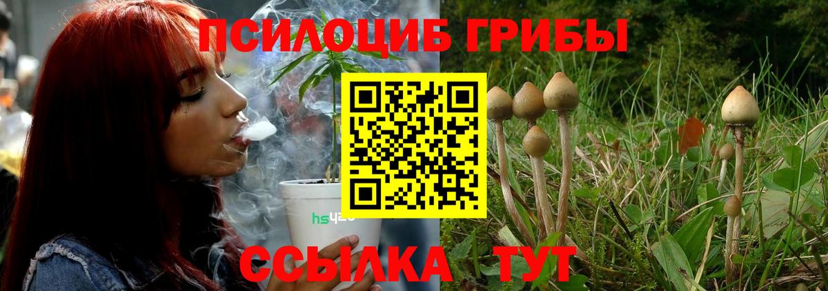 Псилоцибиновые грибы Psilocybine cubensis Кунгур